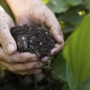 Primeiro biofertilizante é registrado no Brasil