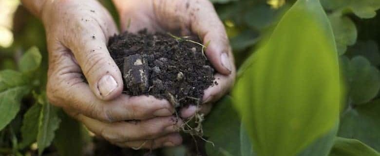 Primeiro biofertilizante é registrado no Brasil